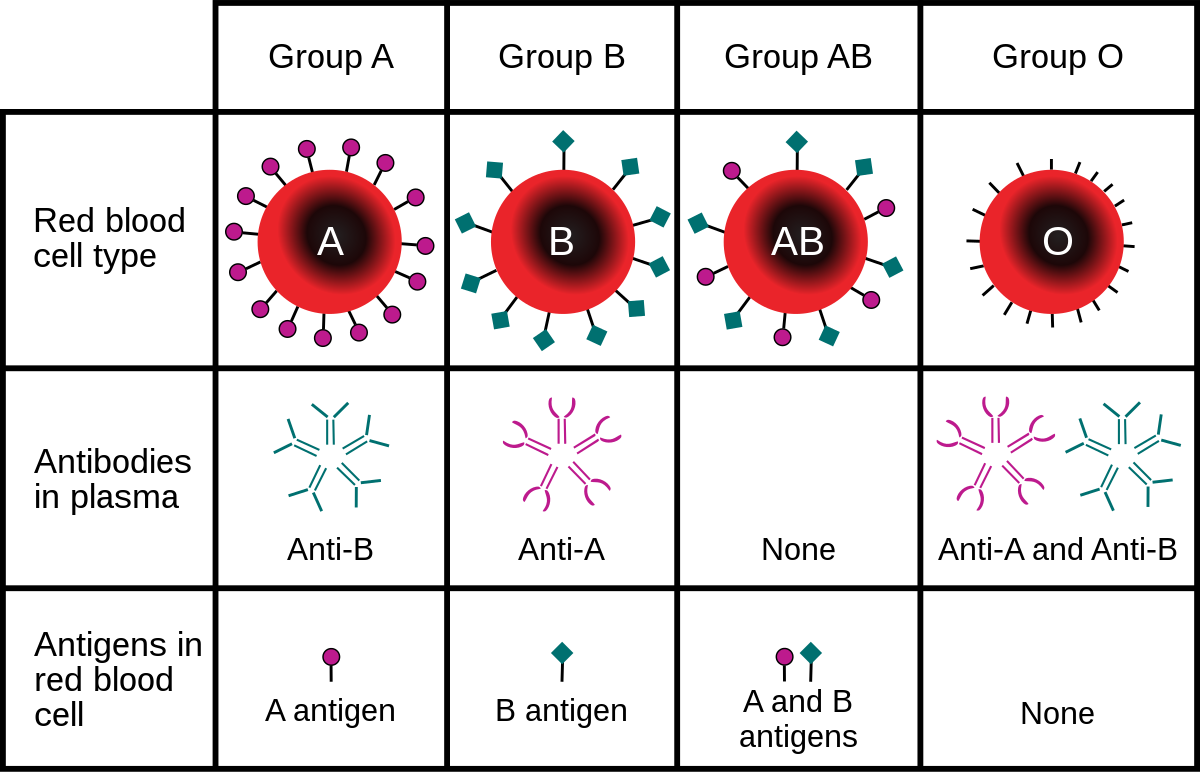 ABO_blood_type.svg.png