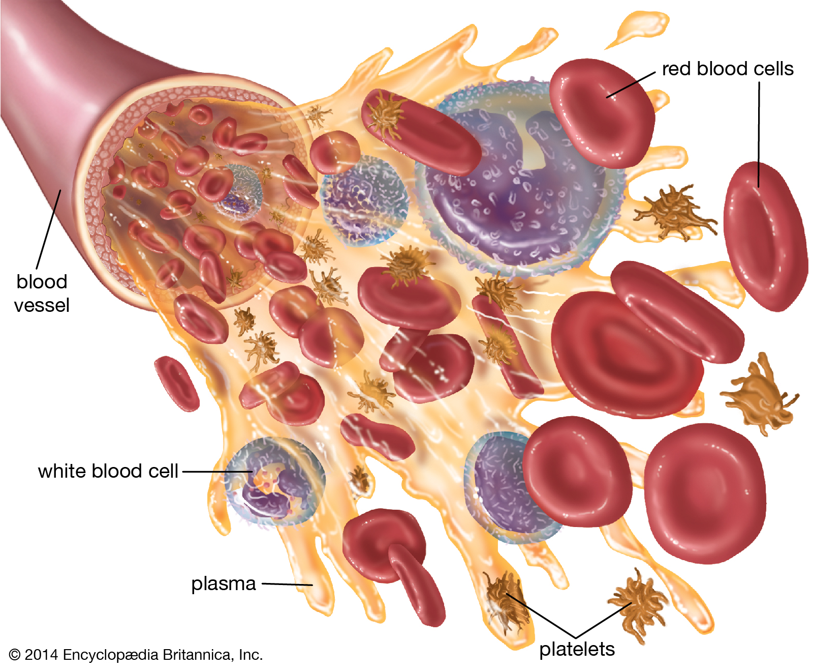 Blood-components-blood-cells-platelets-plasma-white.jpg