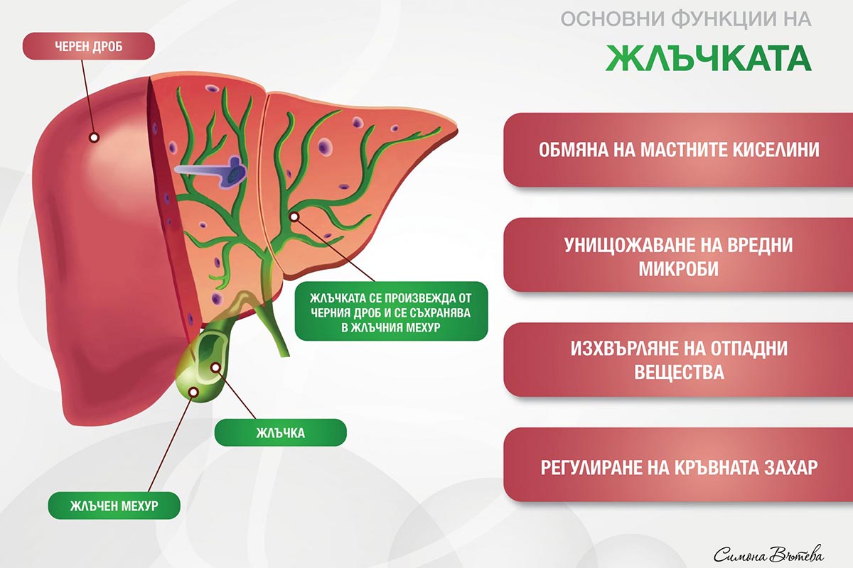ФУНКЦИИ-НА-ЖЛЪЧКАТА-2048x1448-1.jpg