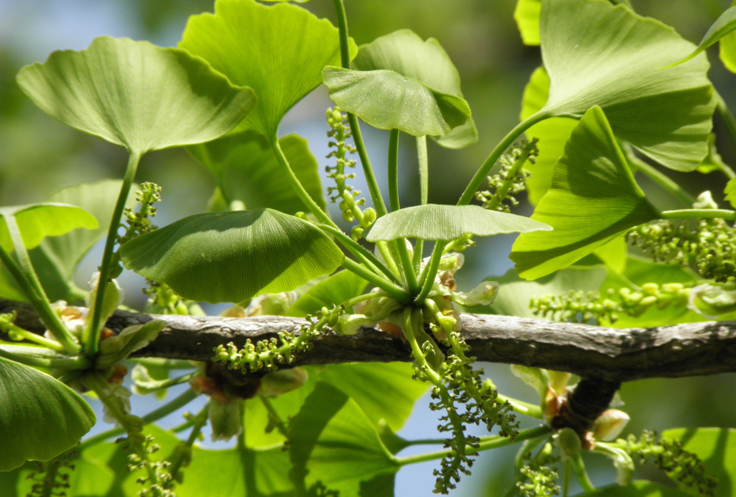 Ginkgo biloba leaves in summer.jpg