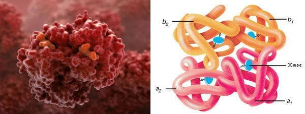 hemoglobin_molekula.jpg