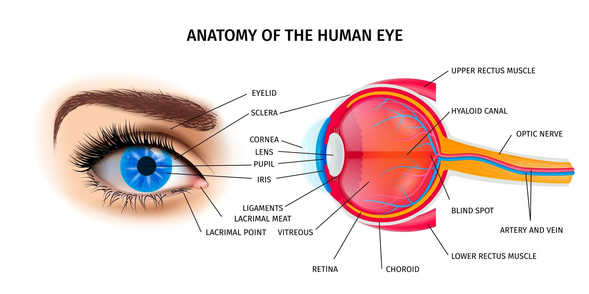 human-eye-anatomy-poster-with-eyelid-optic-nerve-symbols-isometric-vector-illustration_1284-73...jpg