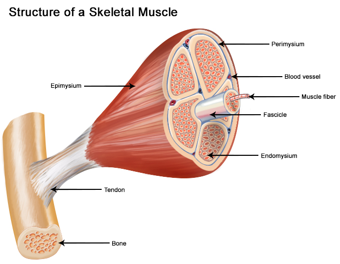 muscle_structure.jpg