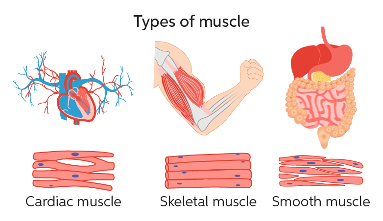 Muscular_System_Art_1.png