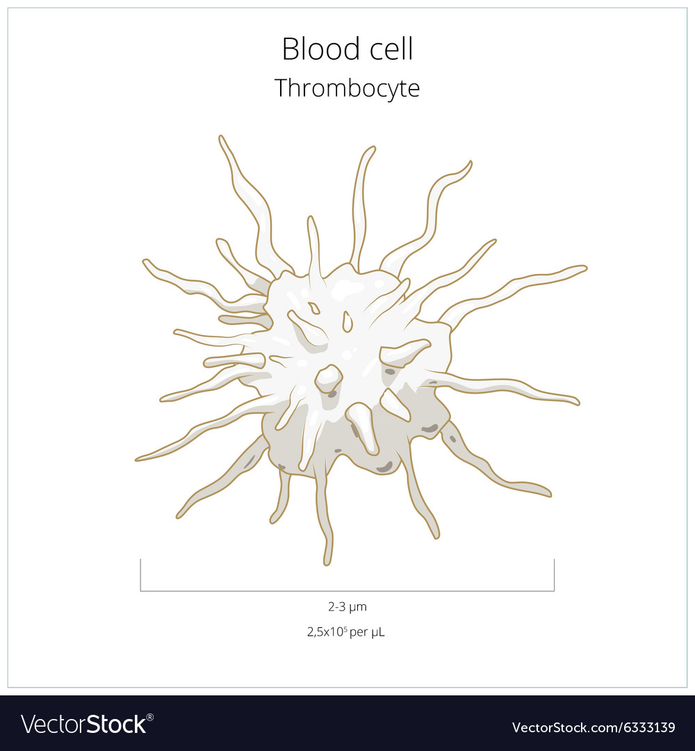 platelet-thrombocyte-blood-cell-vector-6333139.jpg