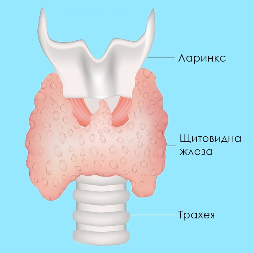 shtitovidna-zhleza-anatomia.jpg