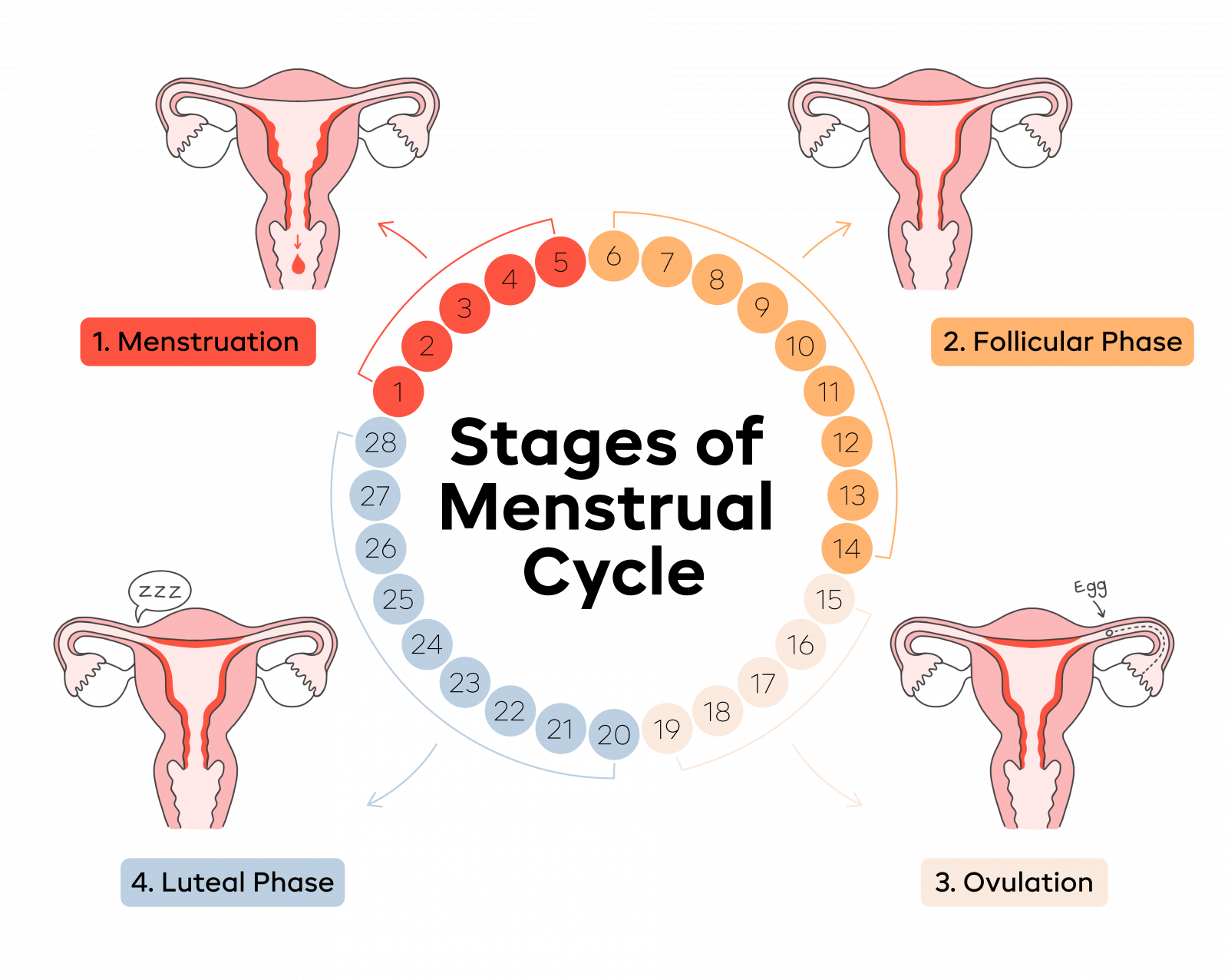 Stages-Of-The-Menstrual-Cycle-Illustrations-02-1600x1276.png