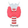 Щитовидна жлеза- болести, симптоми и лечение
