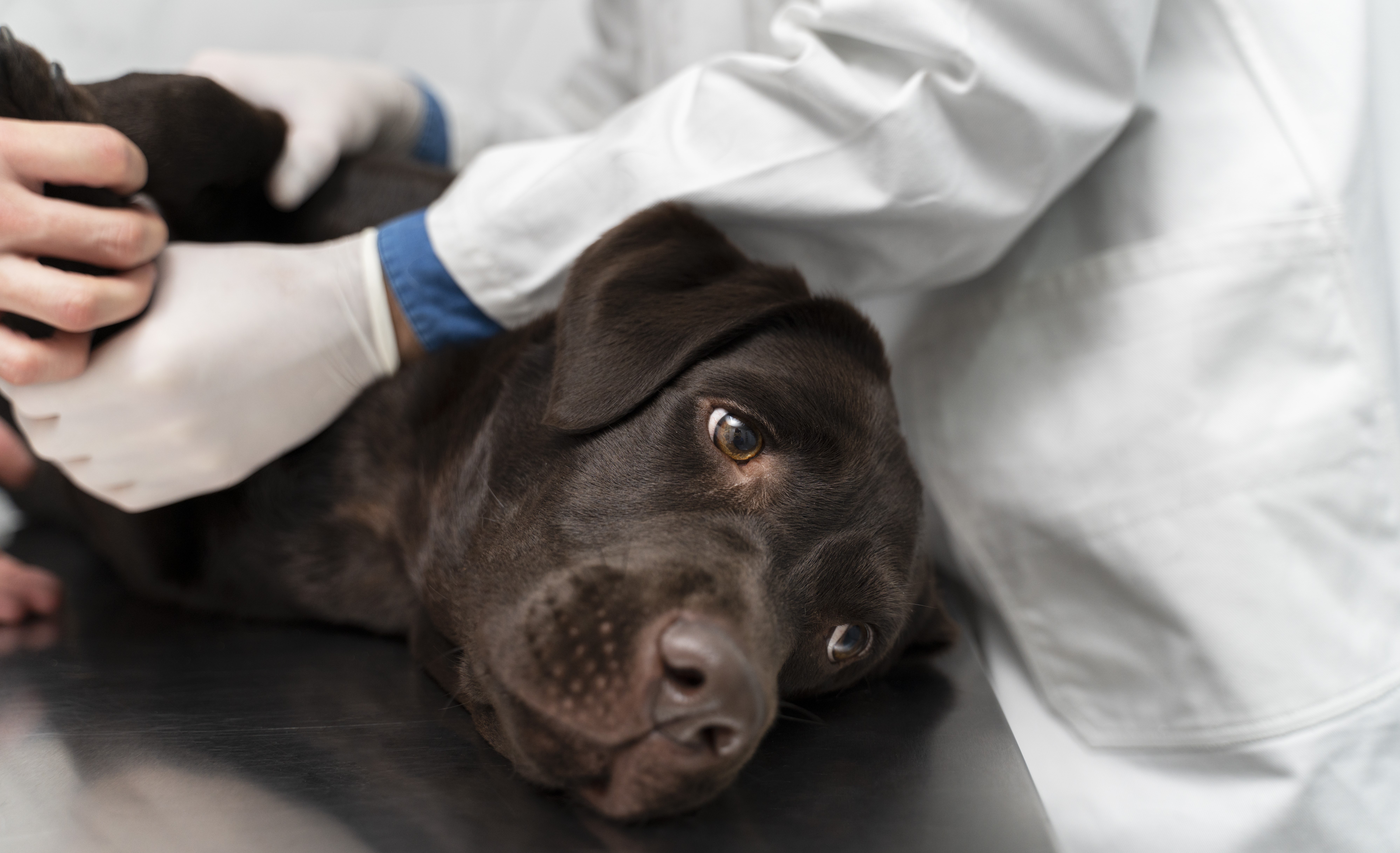 Articles - What are the treatment options for cancer in dogs?