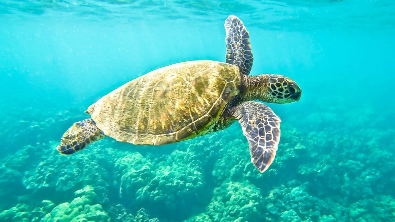 Articles - How to help save oceans and seas: Three ways to prevent pollution