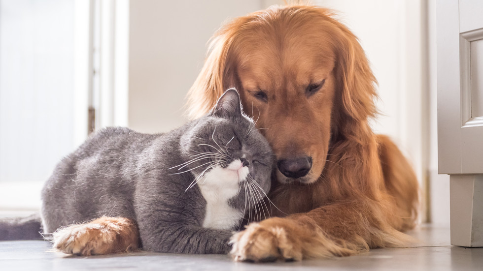 Articles - Comment récolter des fonds si notre animal a besoin de soins coûteux ?