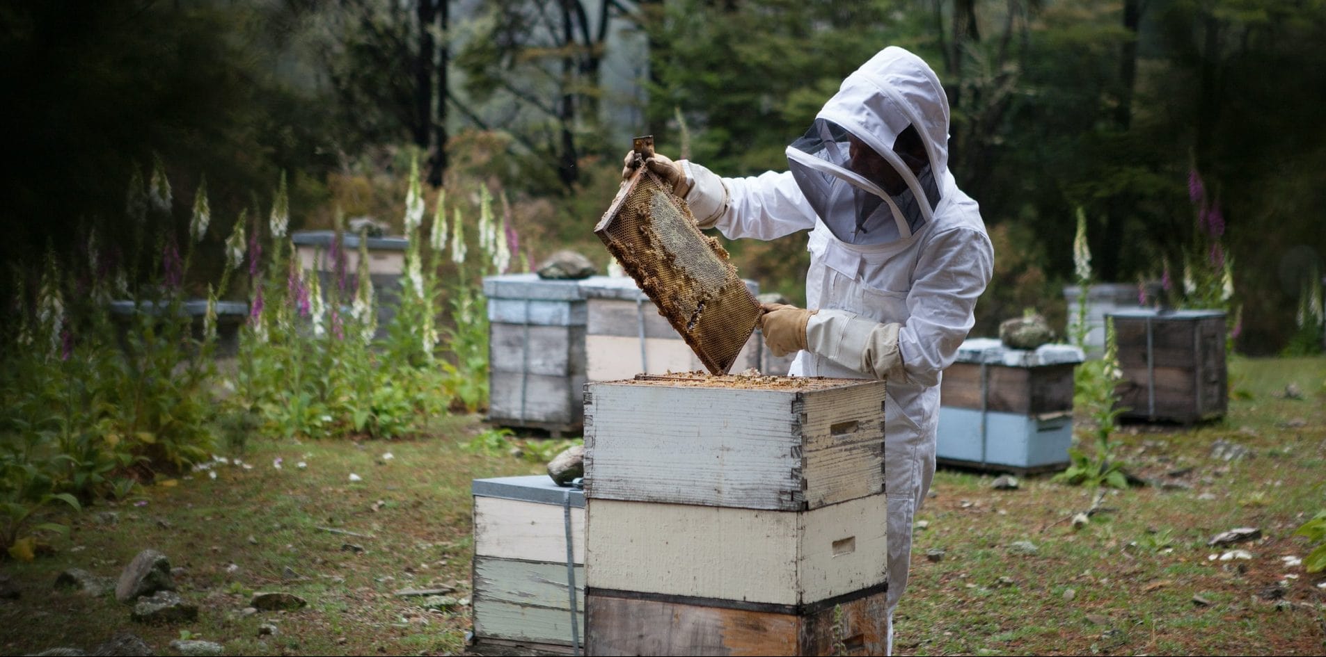 Artículos - Cómo salvar a las abejas: siete formas en las que puedes ayudar