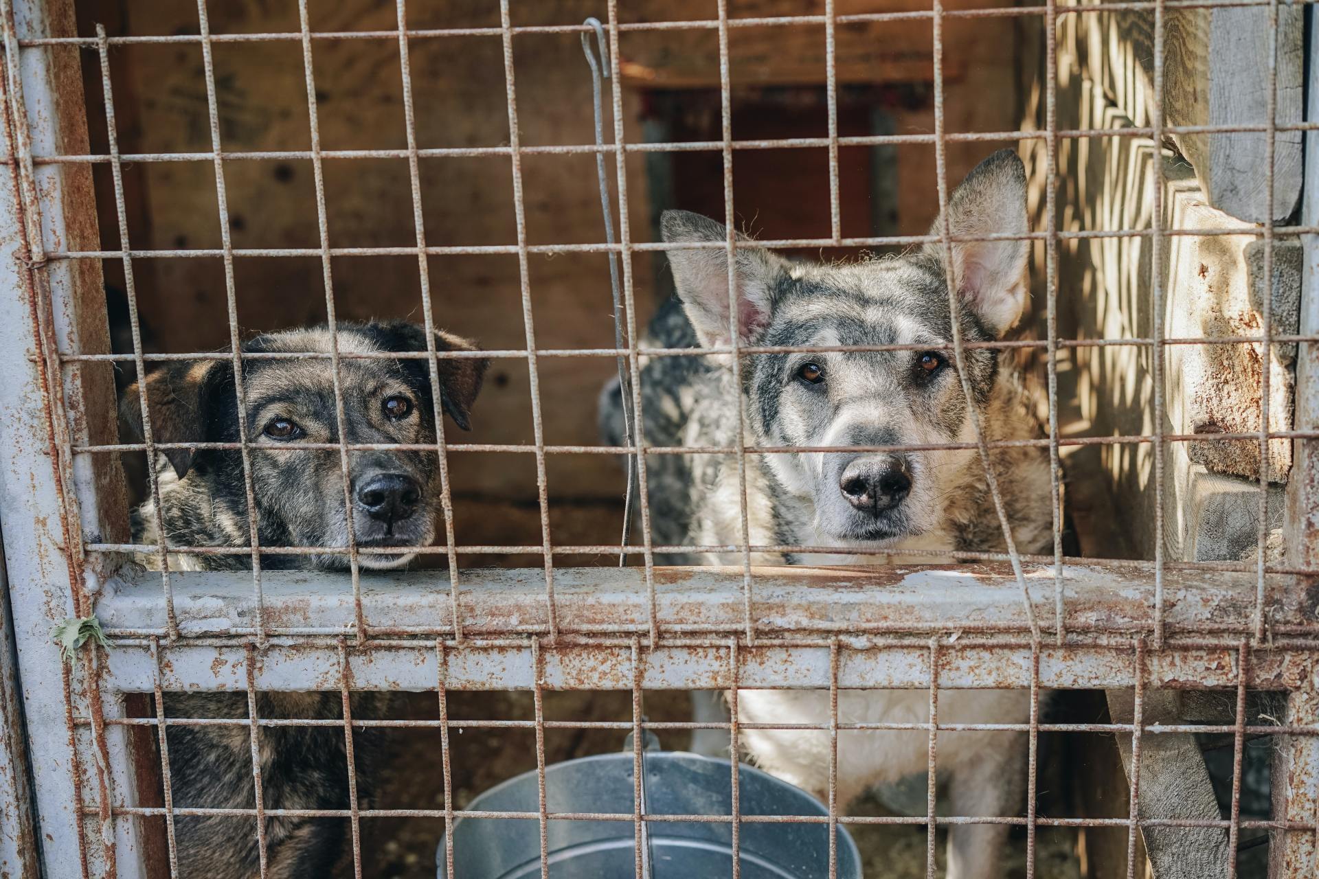 Artikel - So retten Sie Tiere: Kreative Möglichkeiten, etwas zu bewirken