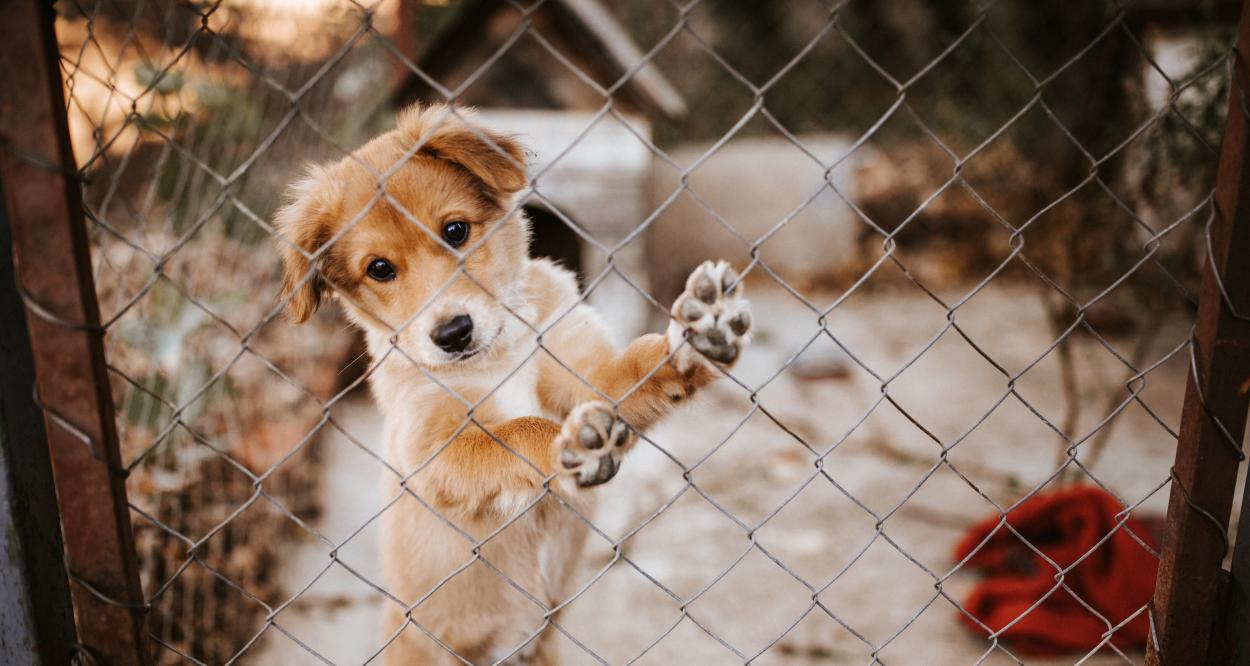 Artykuły - Jak wygląda procedura adopcji psa ze schroniska?