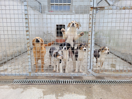 Articles - Quelles sont les différences entre un refuge pour chiens privé et un refuge public