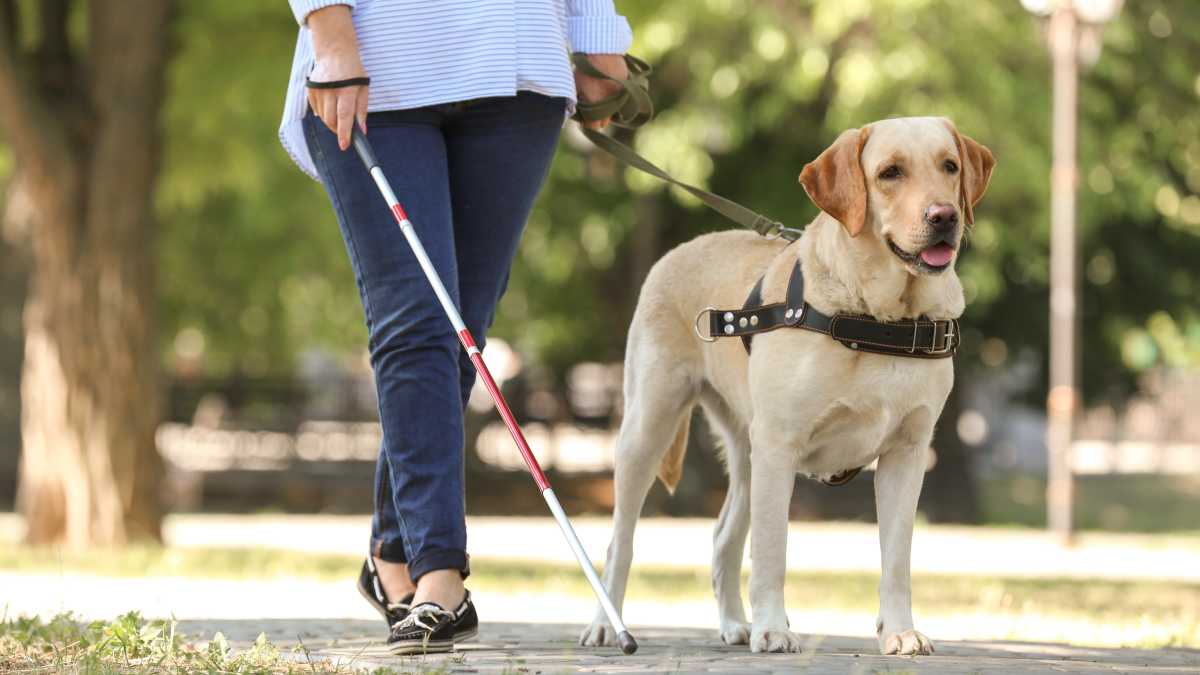 Articles - Bonnes pratiques pour l'achat d'un chien-guide dans le cadre d'une campagne de financement