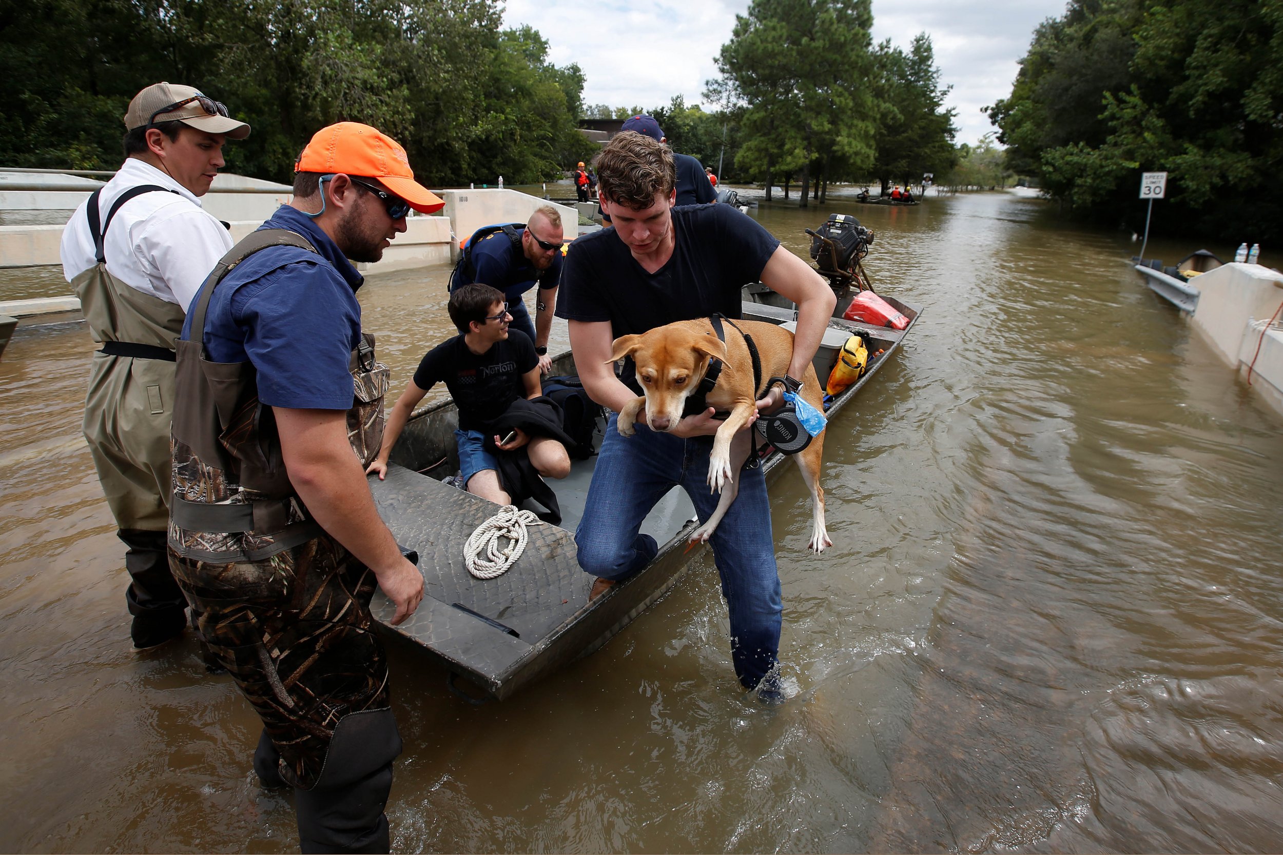 Articles - Inondations et animaux de compagnie : comment les protéger et les aider