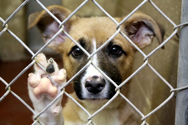 Artículos - Recaudan dinero para construir un refugio para perros callejeros