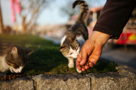 Articoli - Cani e gatti randagi hanno bisogno di noi! 6 motivi per donare alle campagne sugli animali senza casa!