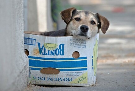 Articles - How can I help a homeless animal shelter?