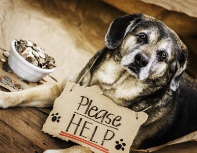 Articles - Fundraising for the treatment of homeless animals