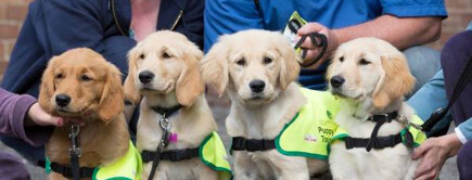 Articles - Three ideas for a successful fundraising campaign to buy a guide dog