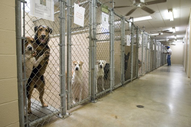 Artículos - ¿Por qué es mejor conseguir una mascota en un refugio?