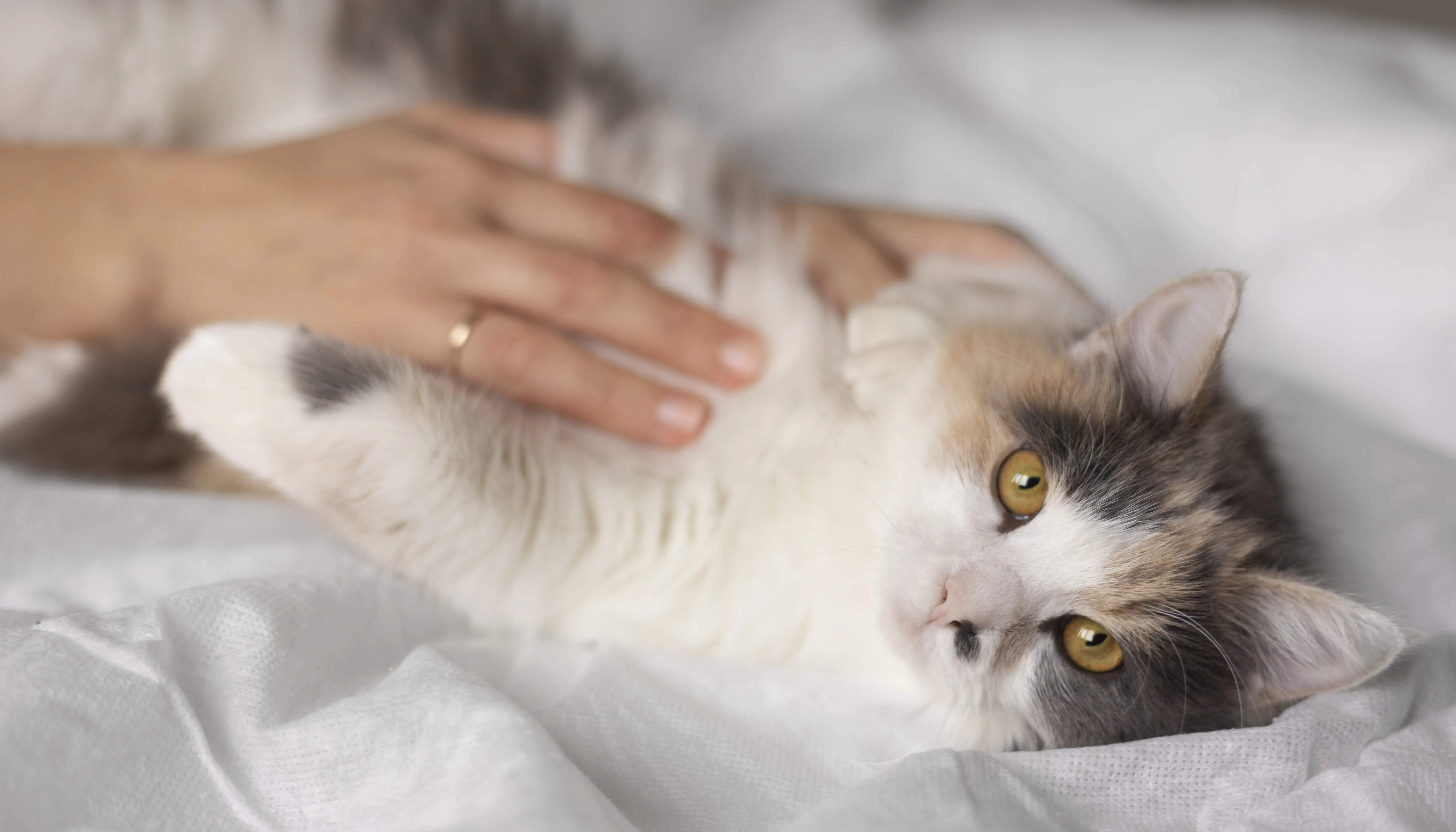 Artikuj - Lufta kundër kancerit te macet: Strategjitë e trajtimit dhe krijimi i një fushate të suksesshme Crowdfunding