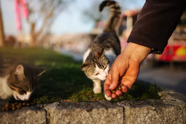 Articoli - Cani e gatti randagi hanno bisogno di noi! 6 motivi per donare alle campagne sugli animali senza casa!
