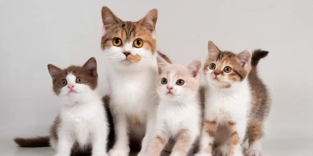 Статии - Колко струва грижата за котката?Краудфъндинг (благотворително набиране на средства) за котки.