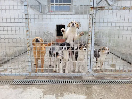 Articole - Care sunt diferențele dintre un adăpost privat de câini și unul public?