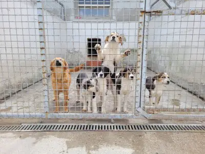 Articoli - Quali sono le differenze tra un rifugio per cani privato e uno pubblico