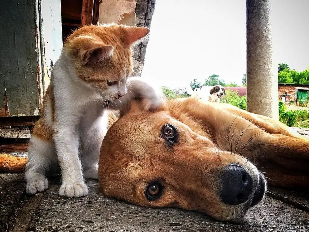 Artigos - Quanto dinheiro é necessário para construir um abrigo para animais abandonados e como atrair doadores