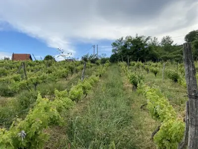 Alten Weinberg im Herzen Serbiens retten