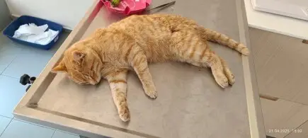 Да изправим Биски на крака