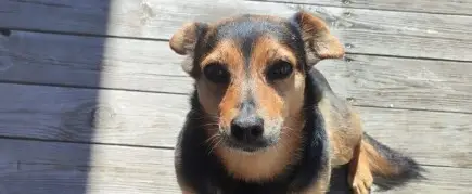 Help for Mica