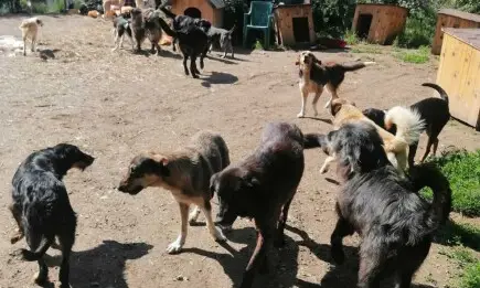 Храна за еремийчетата