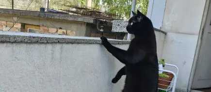 Да спасим коте болно от FIP