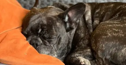 Salva la vita di Pippo