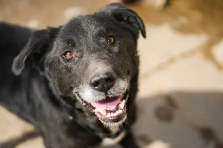 Bobby the Dog/ Куче Боби