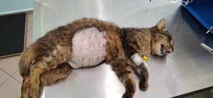 Живот за Спас