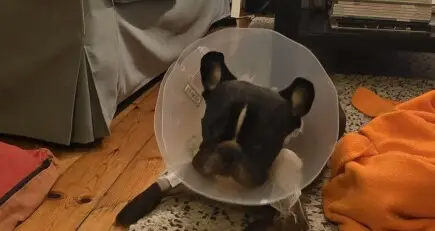 Помощ за лечението на Патрик