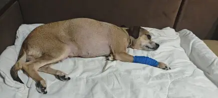 Помогни на  Хера