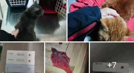 Да им дадеме шанса на бездомните животни 🐾