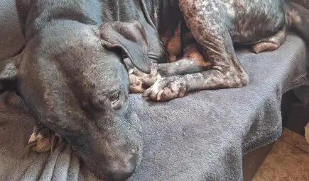 Спаси живота на Марая