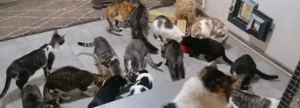 Mâini  salvatoare pentru necuvântătoare