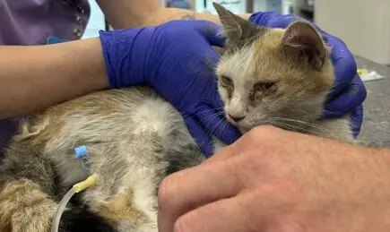 Помогни на Дари да проходи