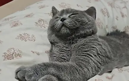 Помощ за нашето коте Ахил