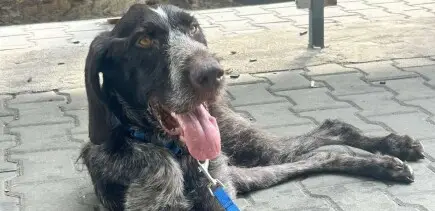 Спаси крачето на Жар