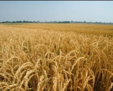 🌱 “From Rice Husks to a Green Future: Empowering Women and Protecting Our Planet” 🌍